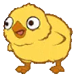 n_dingding_birdie