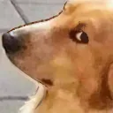 doggydoubt