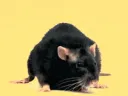 rat