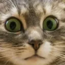 catscaredlook