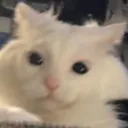 HuhCat