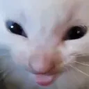 eeee