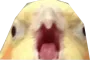screm_birb Discord Emoji