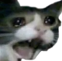 sadcat