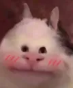 Shy