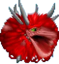 cono_poog