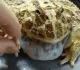 shake