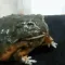 bite