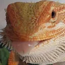 blemp