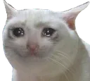 cryingcat