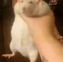 GRAB GRAB