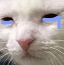 catcry Discord Emoji