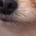 doggomad8 doggomad8