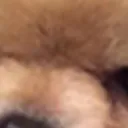 doggomad5