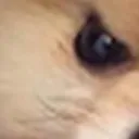 doggomad4