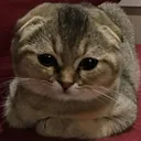 cubecat