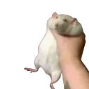 RatShake