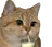 :chatlait: chatlait