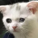 CE_SadStare CE_SadStare