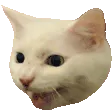 catanger