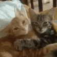 CE_CattoHugs