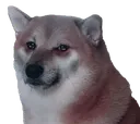 shibsad