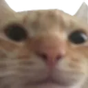 the_council3