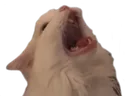 CatScream CatScream