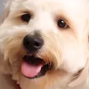 HarleyHappy