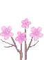 0flower_sakura