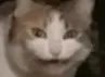 What Cat whatcat Discord Emoji