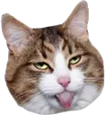 Cat Tongue cat_tongue Discord Emoji