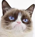 Grumpycat Grumpycat Discord Emoji