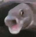 PoggersFishPls1