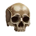 Skull