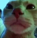 catfunny2ep2 catfunny2ep2
