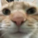 catfunnyalyx