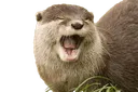 otterBlink