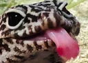 gecko gecko
