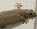 thiccgecko