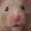 ratW