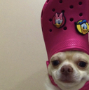 crocdog Discord emoji