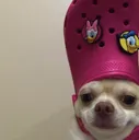crocdog