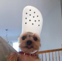 crocdog2