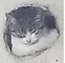 CHONK