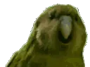 aRareParrot