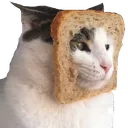 toastcat toastcat
