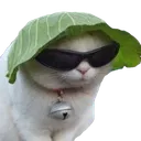 saladcat saladcat