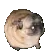 PugDance