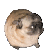 fatfuck